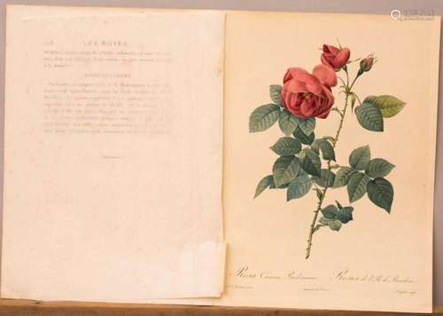 Botanik, Pierre-Joseph Redouté (1759-1840),  Rosa Canina Bur...