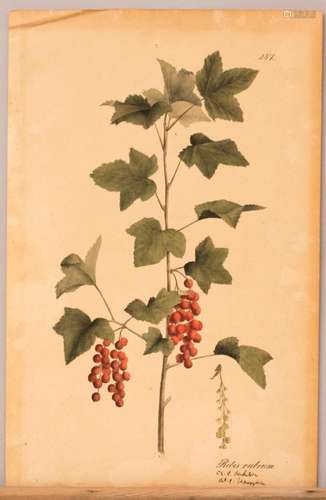 Botanik,  Ribes rubrum  (rote Johannisbeere), Nr. 287, aus e...