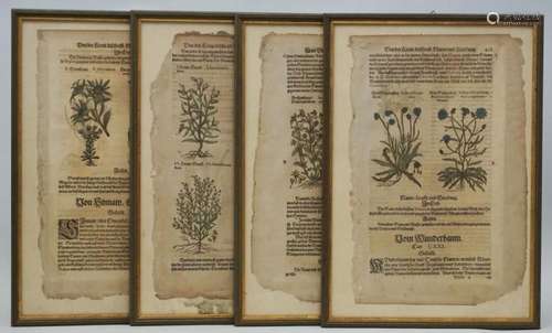 6 Blatt aus einem Kräuterbuch / 6 sheets of a herbal book