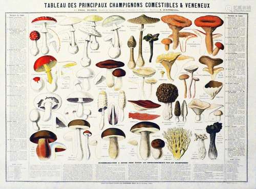 Tableau des Principaux Champignons Comestibles & Vénéneu...