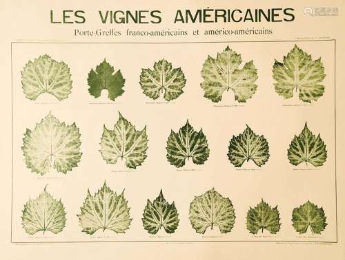 Vermorel - Les Vignes AméricainesPorte-Greffes Franco-Améric...