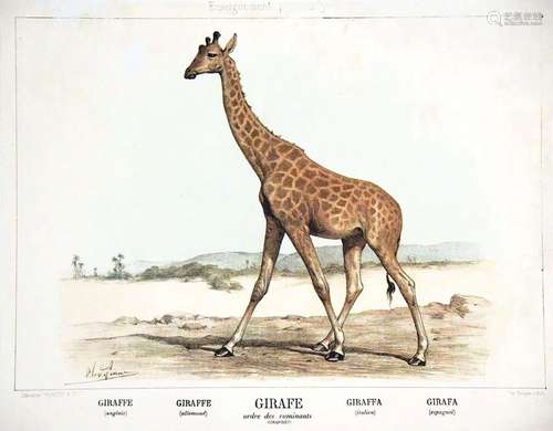 Girafe Afrique Enseignement par les YeuxBecquet  Paris    Af...