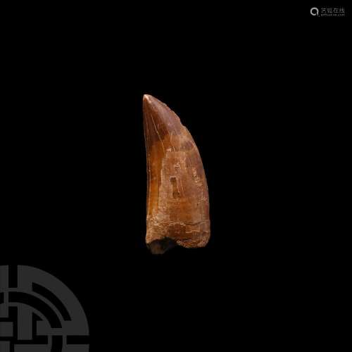 Large North African 'T-Rex' Dinosaur Fossil Tooth