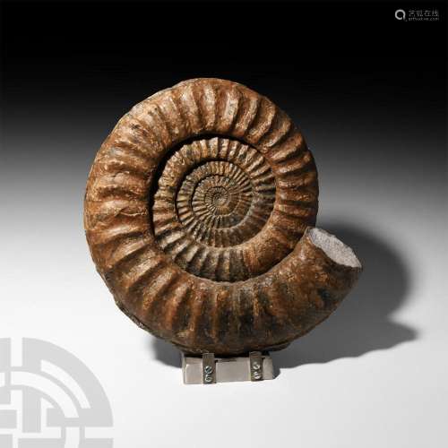 Giant British Fossil Ammonite