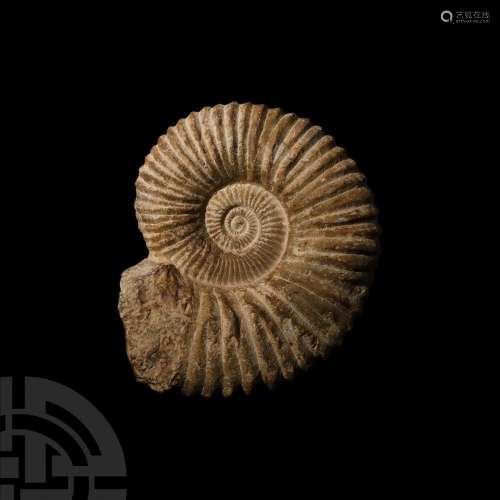 Large Fossil Agadir Ammonite