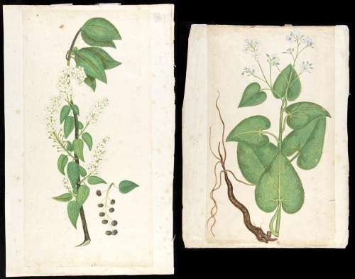 NATURALIST ARTIST, 17th - 18th CENTURY