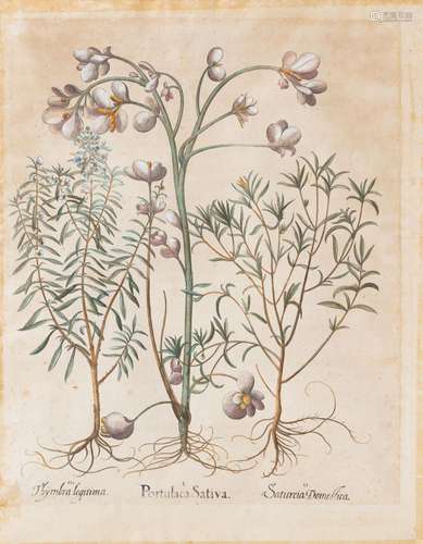 Deux grandes gravures d'après Besler, Hortus Eystettensis (1...