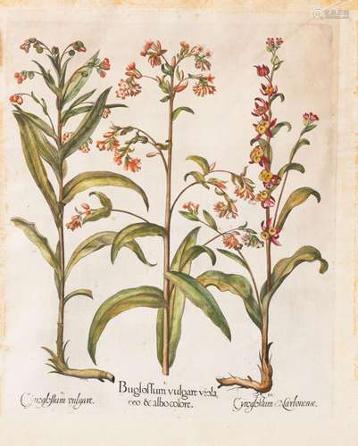 Une grande gravure de l'herbier d'après Besler, Hortus Eyste...