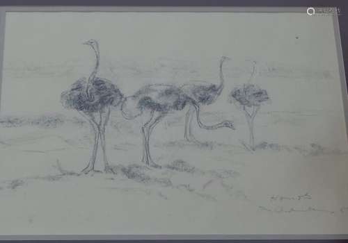 Herd of ostriches