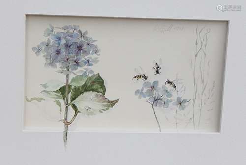 Hydrangeas and wasps