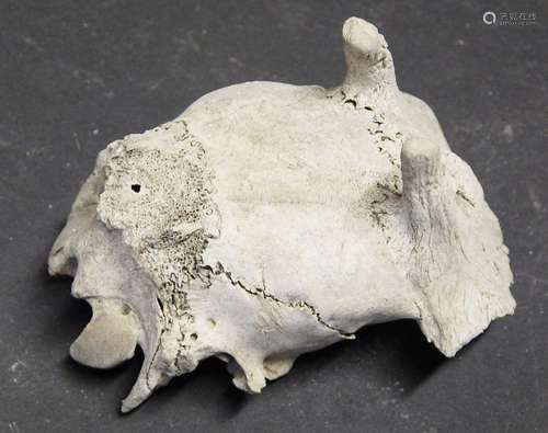 Small animal skull