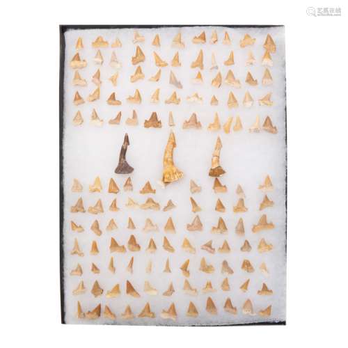 GROUP OF 133 SHARK TEETH