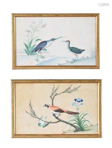 A MATCHED PAIR OF ANGLO-CHINESE WATERCOLOURS OF BIRDS, 19TH ...