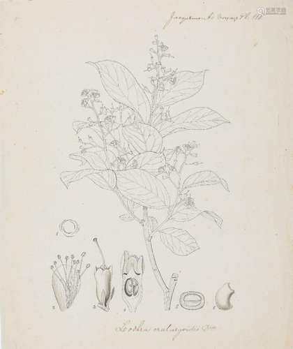 An important archive of Indian botanical watercolours