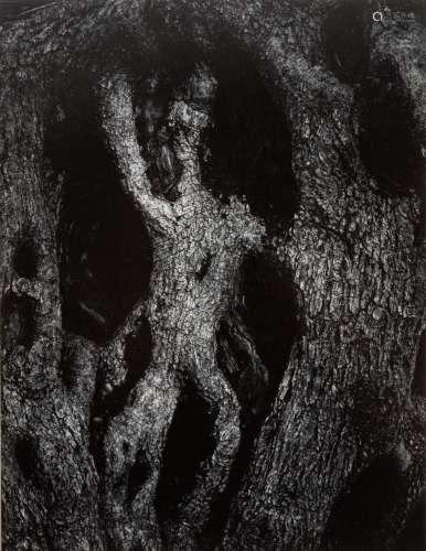 Aaron Siskind (American, 1903-1991) "Olive Tree" 1...