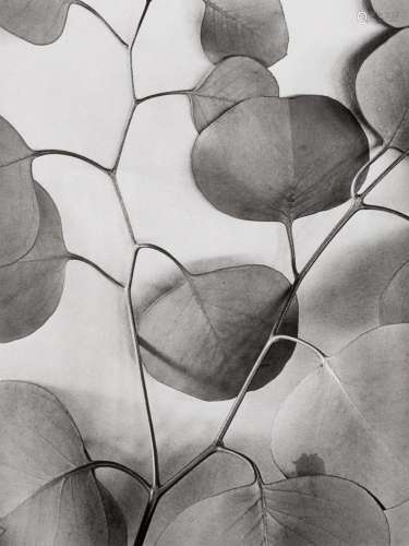 Alma Lavenson (1897-1989) "Eucalyptus Leaves"