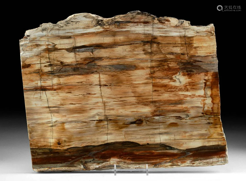 Petrified Madagascar Wood Panel - Board Cut