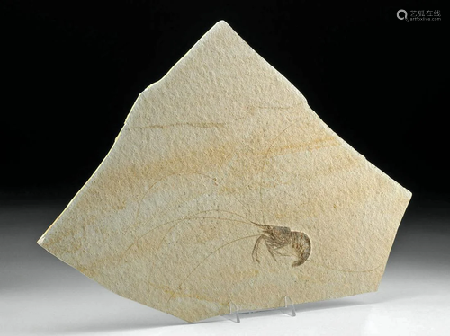 Fossilized Prawn in Limestone Matrix - Aeger