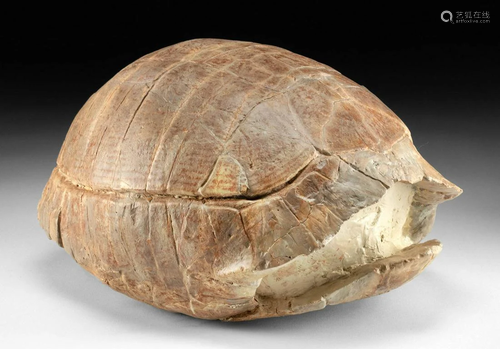 Large Fossilized Tortoise Shell - Stylemys Nebraskensis