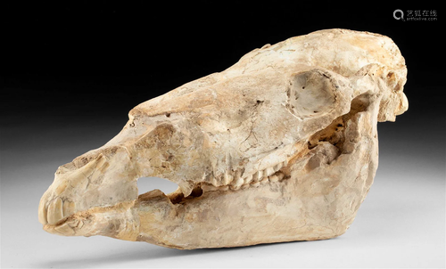 Fossilized Three Toed Horse Complete Skull - Hipparion