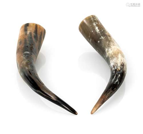 TWO BUFFALO HORNS