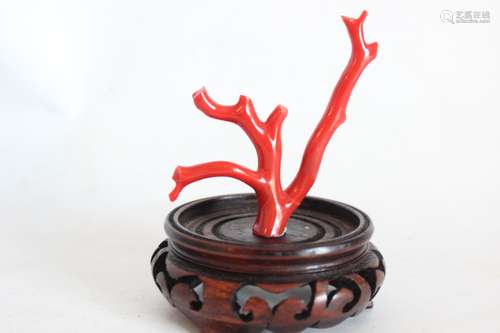 A Red Coral