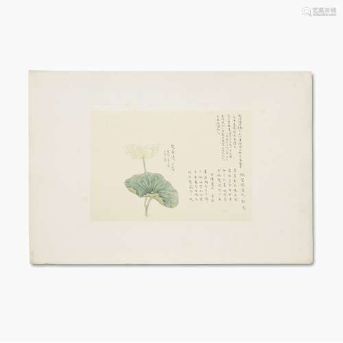 Thirty seven Japanese Handcoloured Prints on paper of Lotus