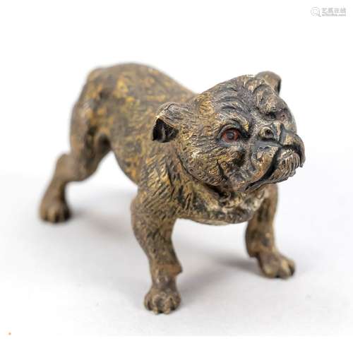 Viennese bronze, bulldog, poly