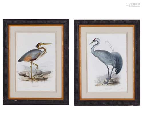Grp: 2 John Gould Bird Prints from "Birds of Europe&quo...