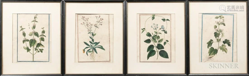 Continental School, 18th/19th Century Four Botanical Prints ...