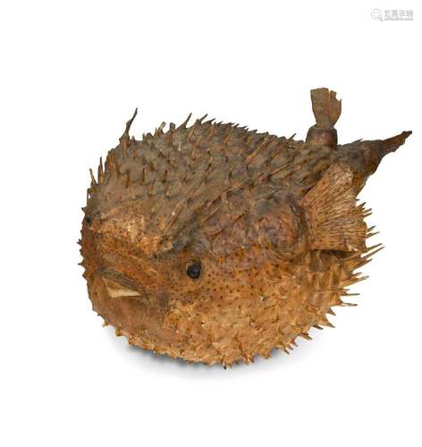 A dried and preserved Puffer fish,