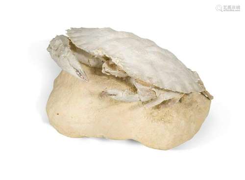 A fossilised crab, Harpactocacinus punctatus, Eocene period,