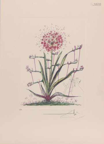 Salvador Dali. 1972. “Cactus, the crutches”. Color etching o...