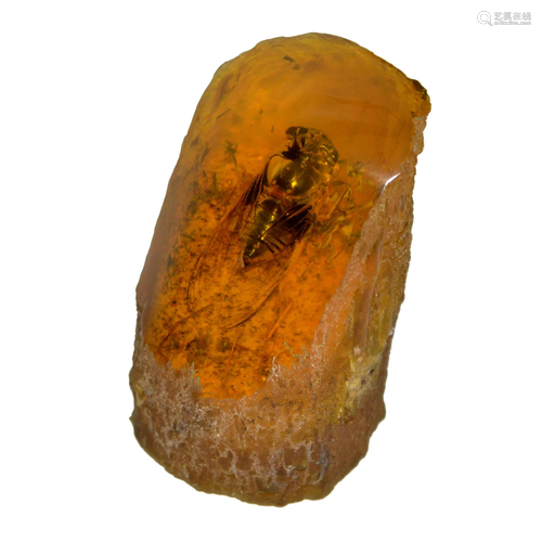 Amber Fossil with Cicada