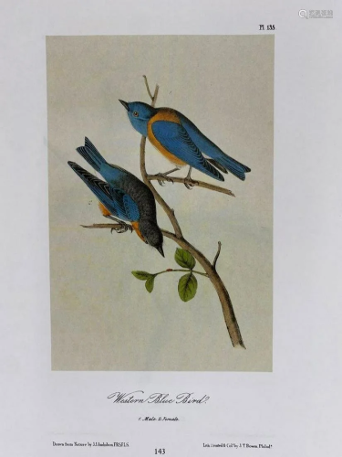 Western Blue Bird/Arctic Blue Bird