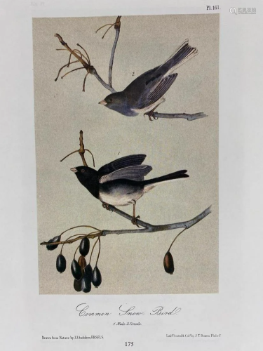 Common Snow-Bird/Oregon Snow-Bird