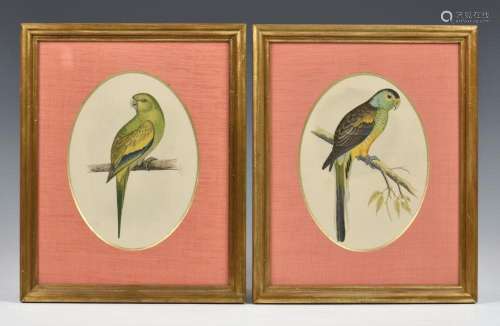A set of four hand coloured engravings of parrots 19th centu...