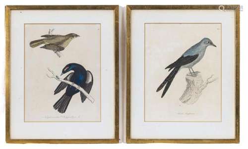 A set of seven 19th century hand coloured ornithological pri...