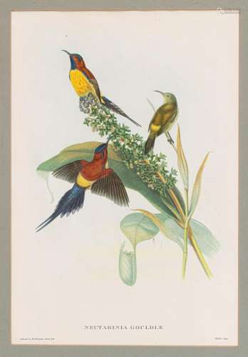 After John Gould (British, 1804-1881) Seven photographic rep...