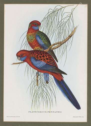 After John Gould (British,