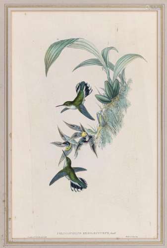 After John Gould (British, 1804-1881) Coloured lithograph of...