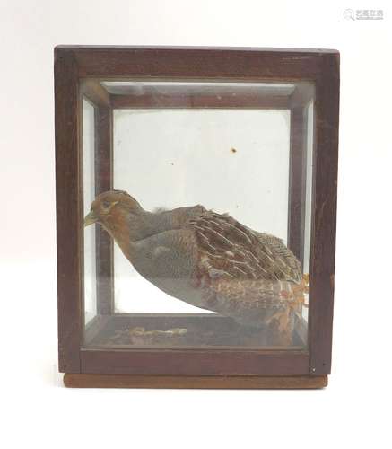 A taxidermy of a grey partridge, in case, 13.5 by 25 by 26cm...