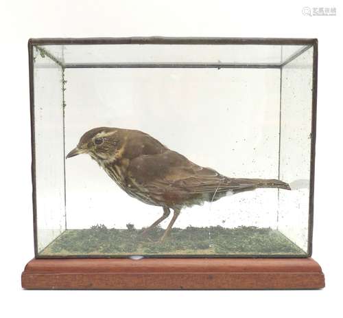 A taxidermy of a thrush, in case, 23 by 14.5 by 18.5cm.