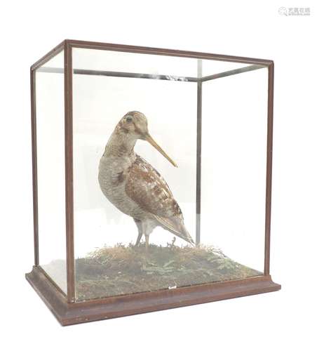 A taxidermy of a woodcock, in case, 34 by 24 by 35cm.