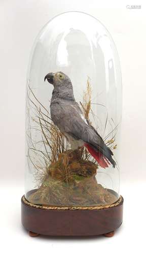 A taxidermy of an African Grey parrot, in a glass dome with ...