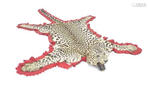 A taxidermy of an Indian leopard skin (Pathera Pardus Fusca)...