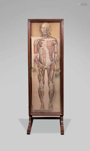 Rare armoire anatomique par Julien BOUGLE pour l'École de Mé...