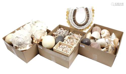 3 boxes with various shells