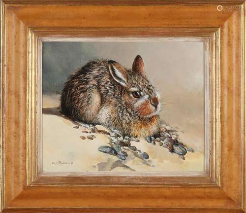 Cees Roorda, Young rabbit