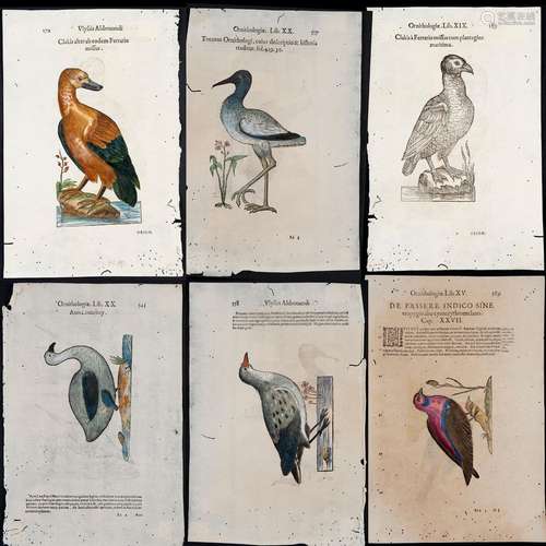 Ulisse Aldrovandi, 'Ornithologiae tomus tertius, ac postremu...